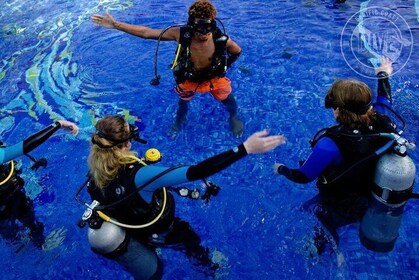 Scuba Diving for Non-Certified Divers at Catalina Islands & North Island - ...