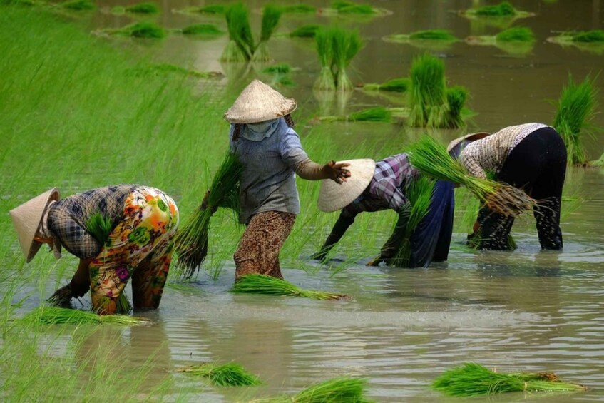 Picture 4 for Activity From Ho Chi Minh City: Mekong Delta Full-Day Private Tour