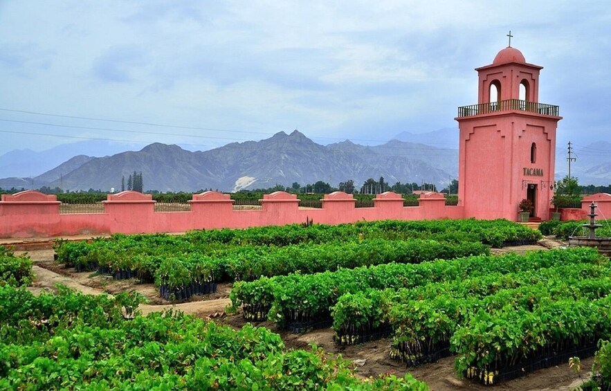 Pisco Wineries and Vineyards Day Tour