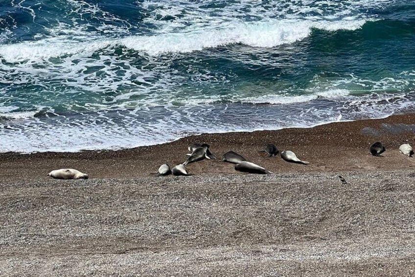 Elephants Seals - Peninsula Valdes