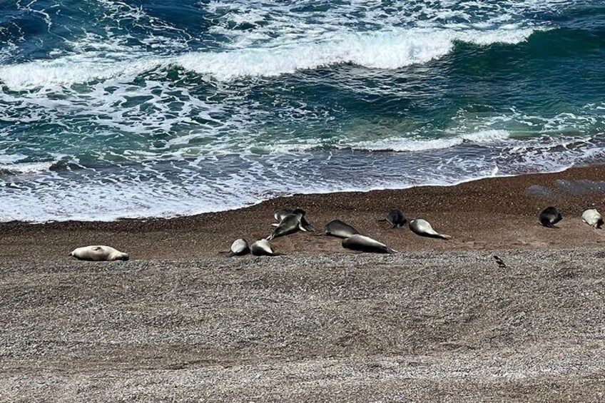 Elephants Seals - Peninsula Valdes