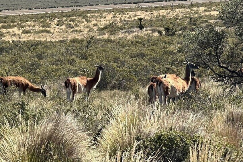 Guanacos