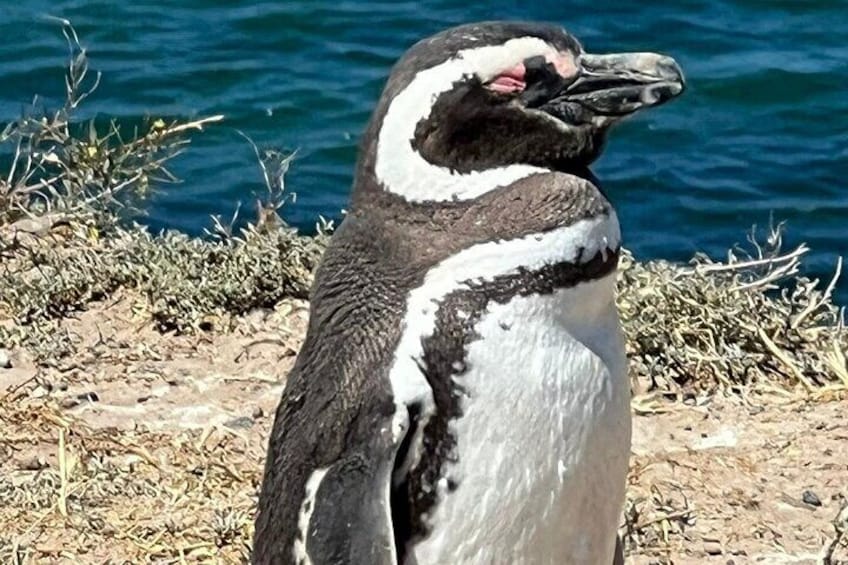 Penguin 