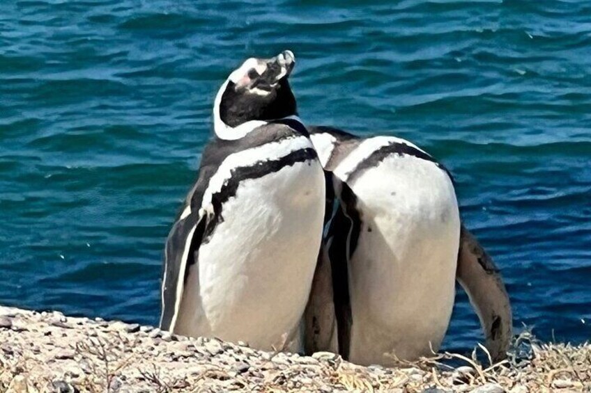Penguin