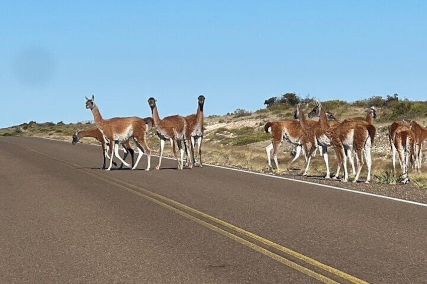 Guanacos 