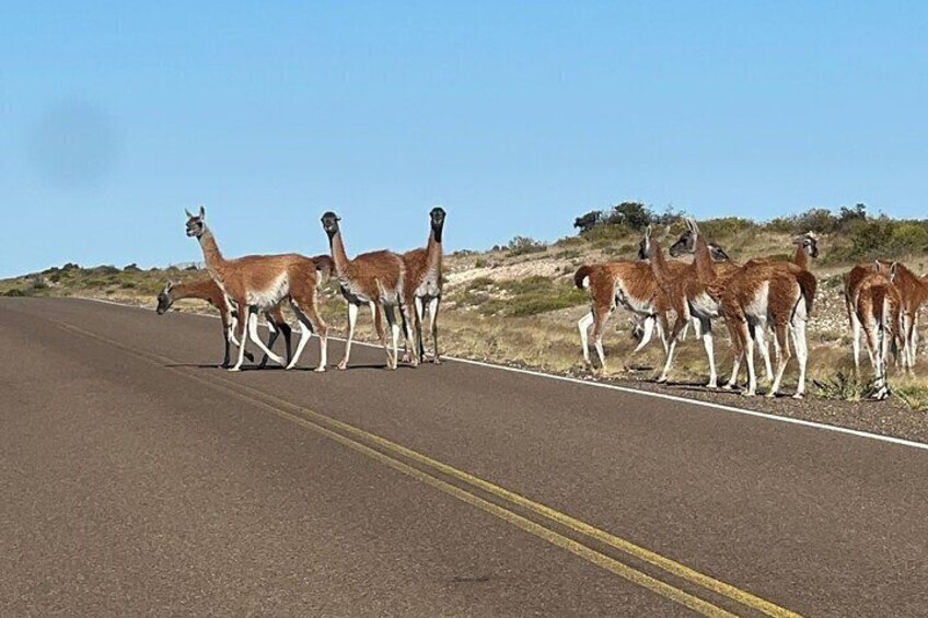Guanacos