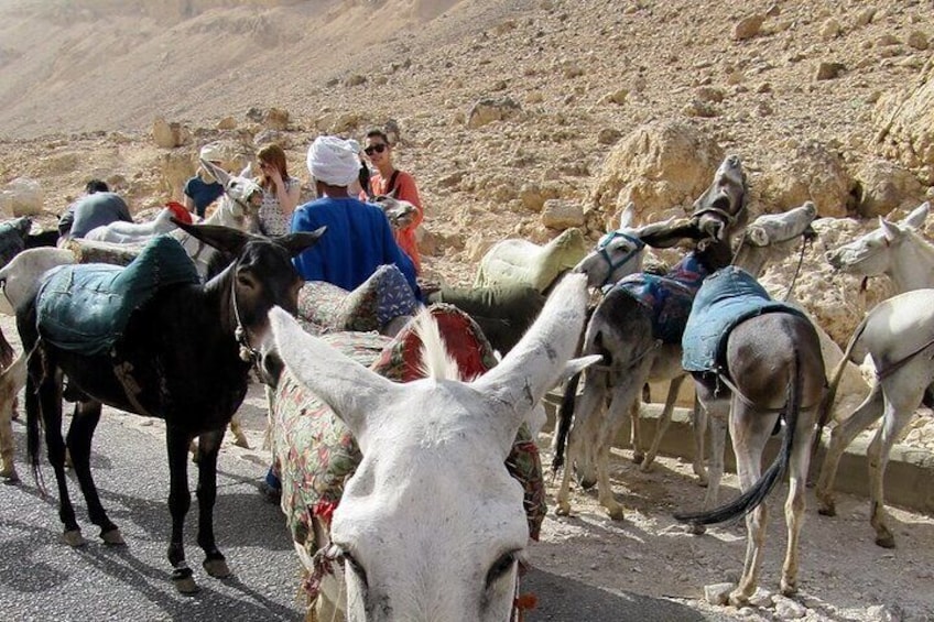 Private Camel, Horse or Donkey Ride in Luxor