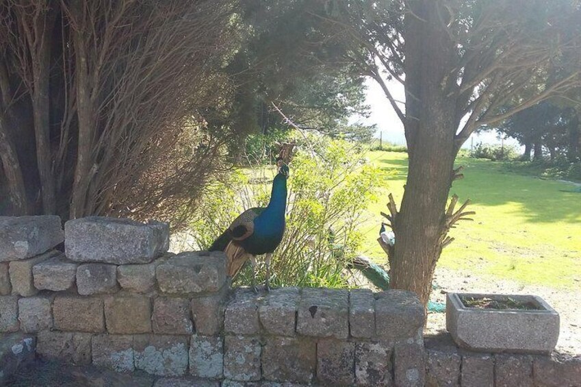 PEACOCKS AT FILERIMOS