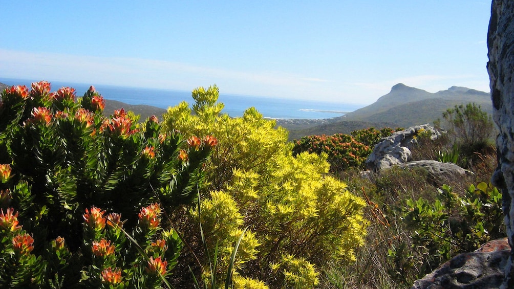 Hills of Cape Town