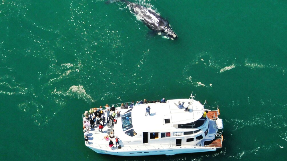 Aerial view of a Whale approaching a boat