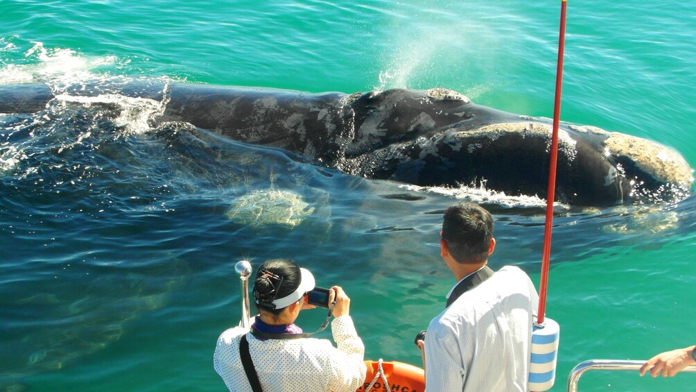 Whale surfaces next to people on a boat