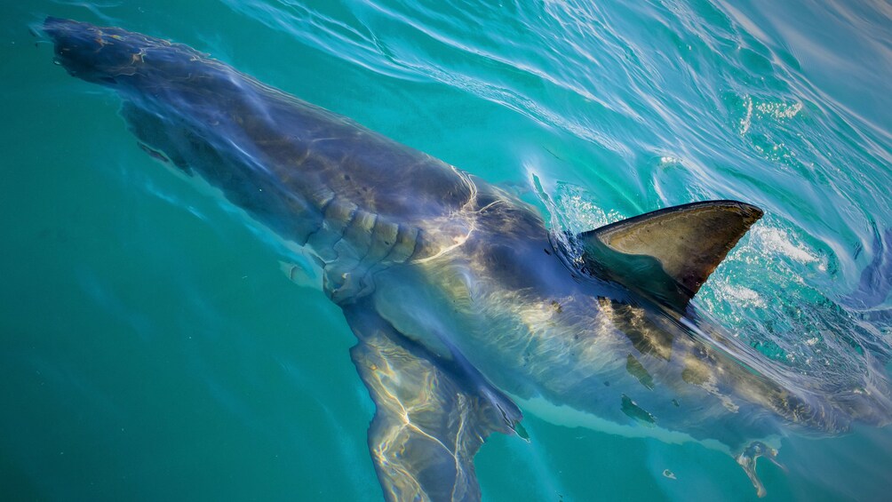 Shark at the surface of the water