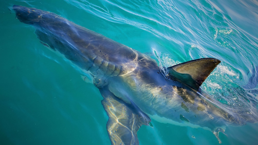 Shark at the surface of the water