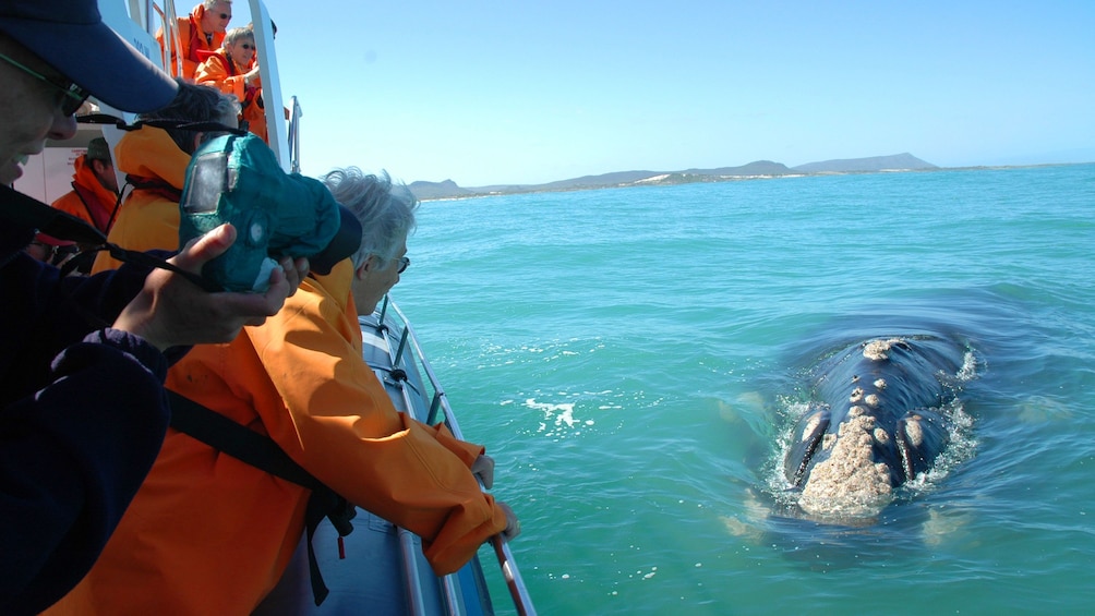 Whale approaches a boat