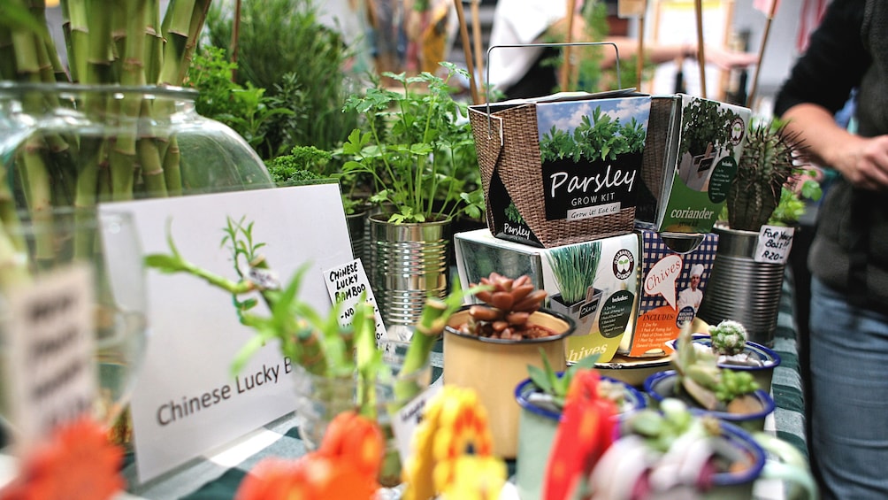 Herb vendor at a market in Cape Town