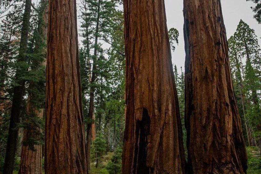 Big Sur Redwoods 