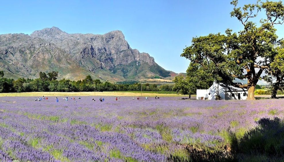 Franschhoek Wine Tram & Huguenot History Experience