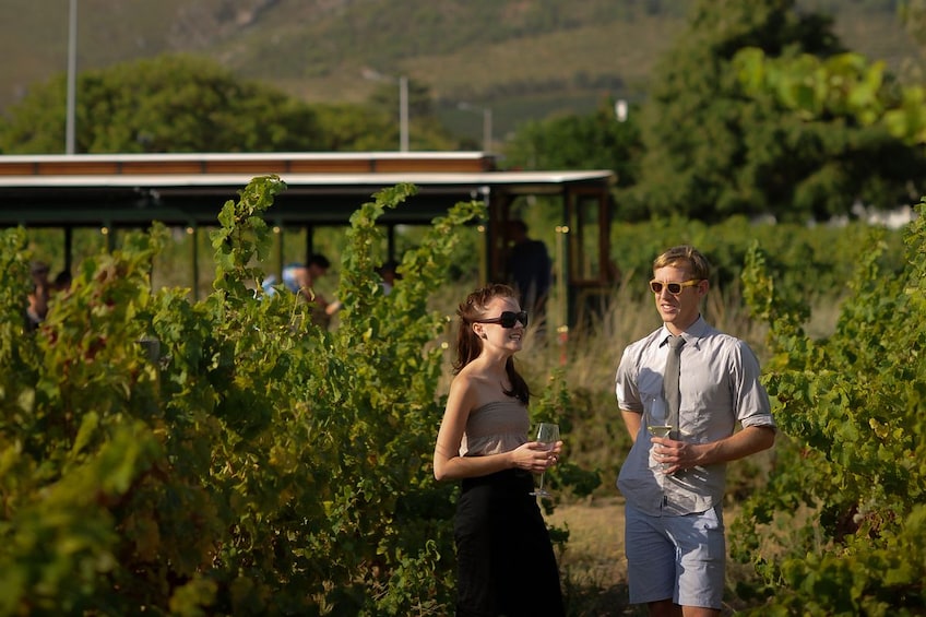 Franschhoek Wine Tram & Huguenot History Experience