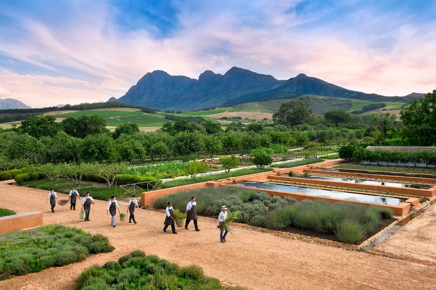 Franschhoek Wine Tram & Huguenot History Experience