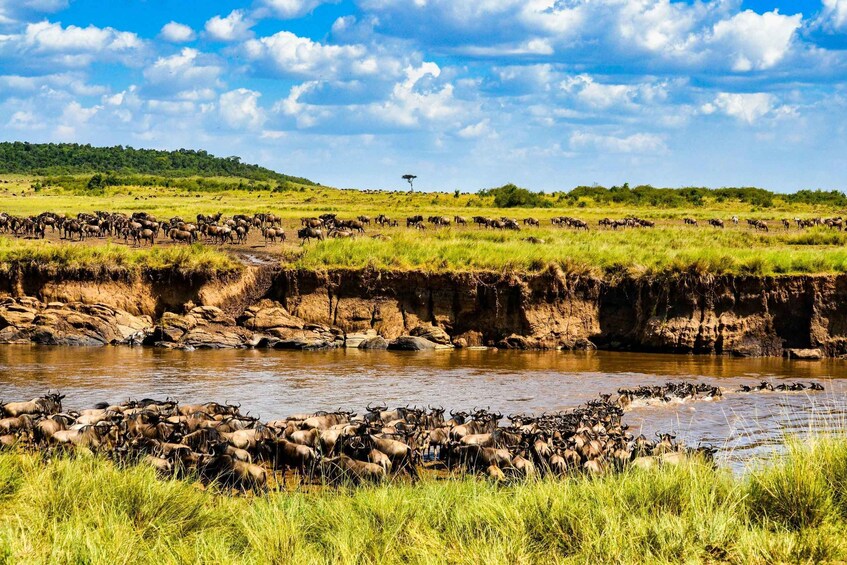 Picture 26 for Activity Nairobi: 4-Day Maasai Mara and Lake Nakuru Camping Safari