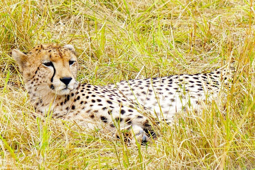 Picture 32 for Activity Nairobi: 4-Day Maasai Mara and Lake Nakuru Camping Safari