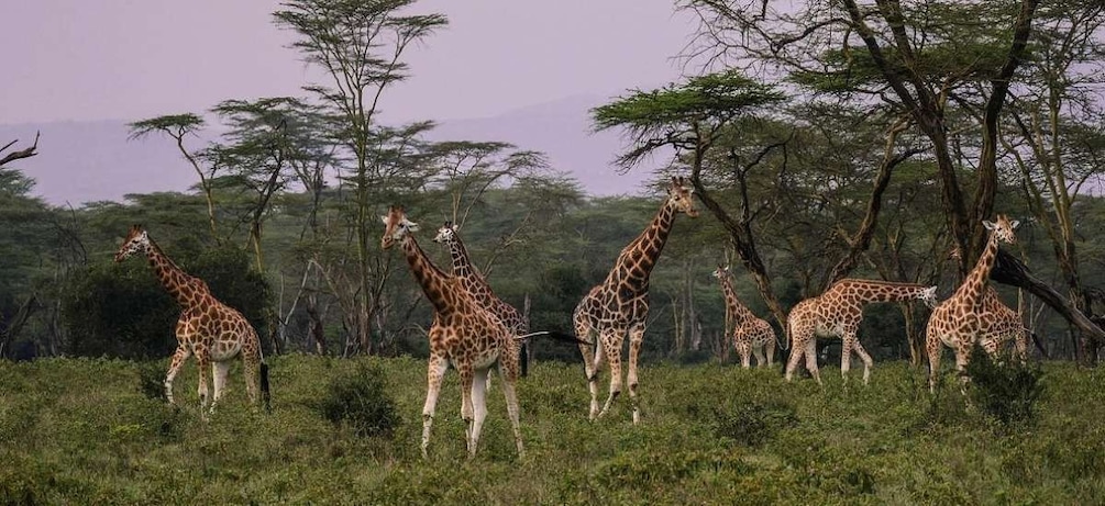 Picture 35 for Activity Nairobi: 4-Day Maasai Mara and Lake Nakuru Camping Safari