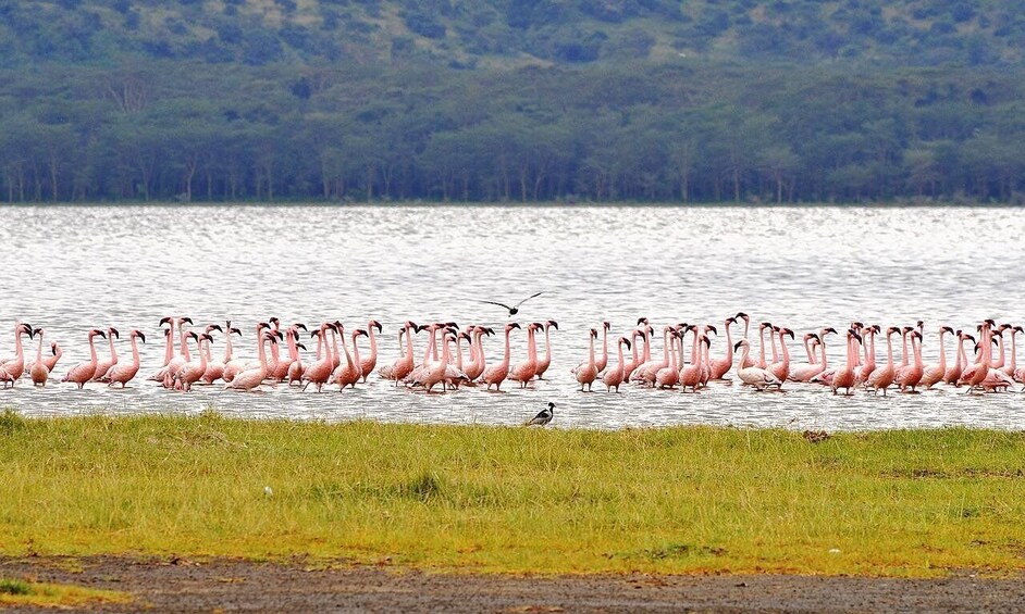 Picture 14 for Activity Nairobi: 4-Day Maasai Mara and Lake Nakuru Camping Safari