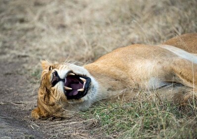 Nairobi: safari de campamento de 4 días en Masai Mara y el lago Nakuru