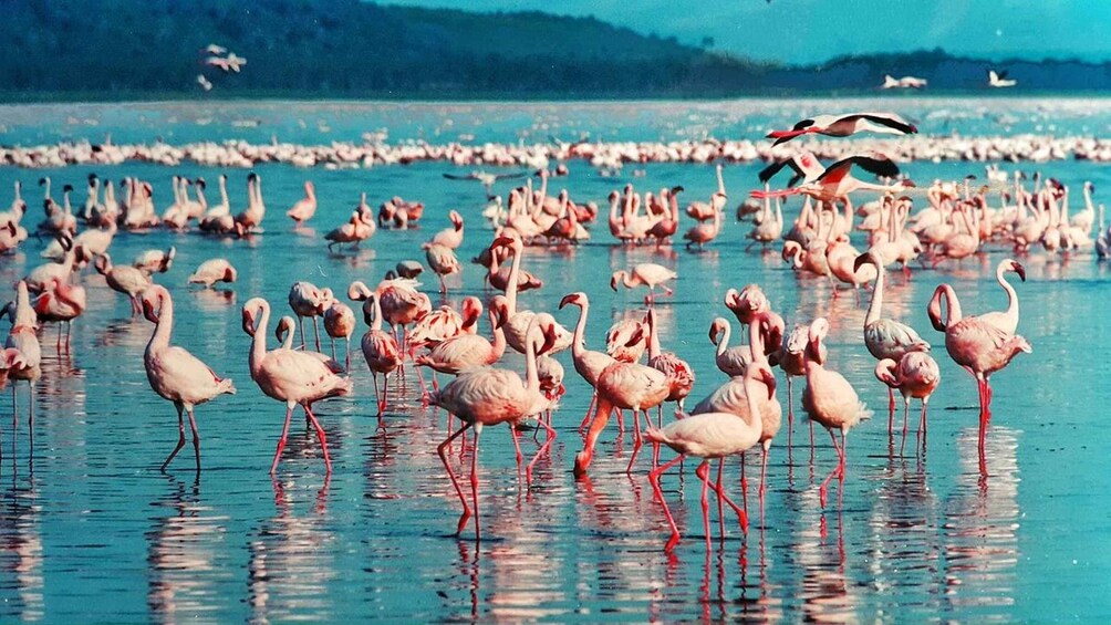 Picture 36 for Activity Nairobi: 4-Day Maasai Mara and Lake Nakuru Camping Safari