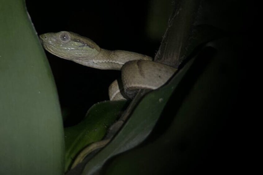 Night walk among the natural jewels of Monteverde