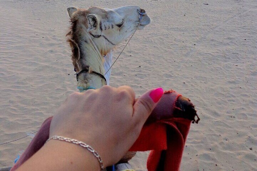 Camel Ride