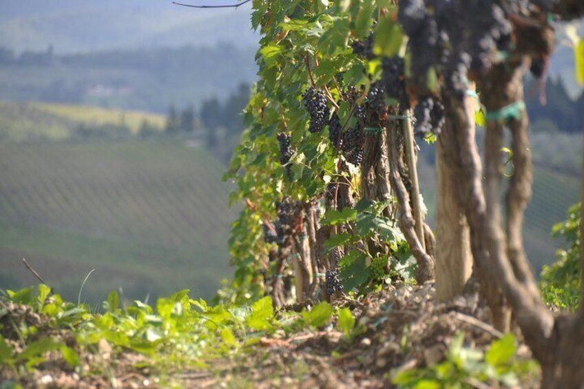 Vines and vineyards