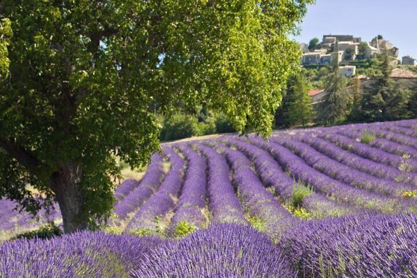 Discover Our Fields and Lake Full-Day Tour from Nice