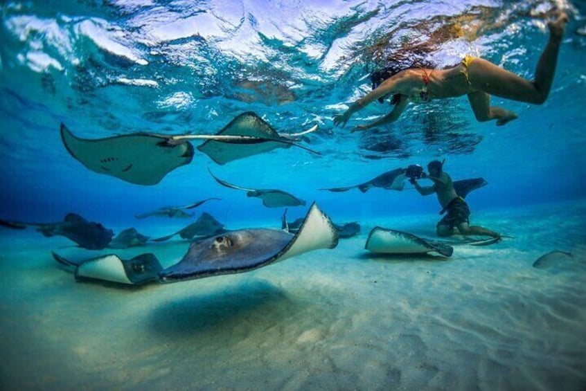 Stingray City and Reef Gardens Snorkeling Adventure on Grand Cayman