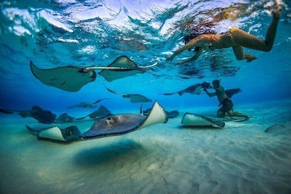 2-stop Adventure: Stingray City and snorkelling at Cayman Reefs