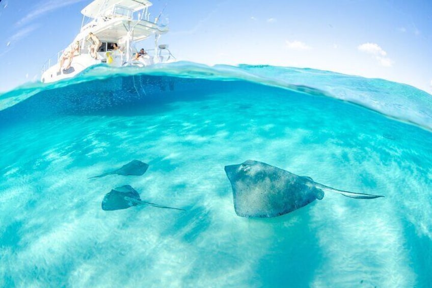 Tour to Stingray City and Cayman Reefs Snorkeling on Grand Cayman