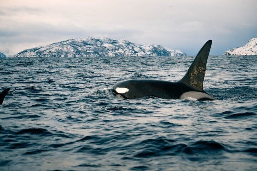 Fjord and Whale Safari Tour 