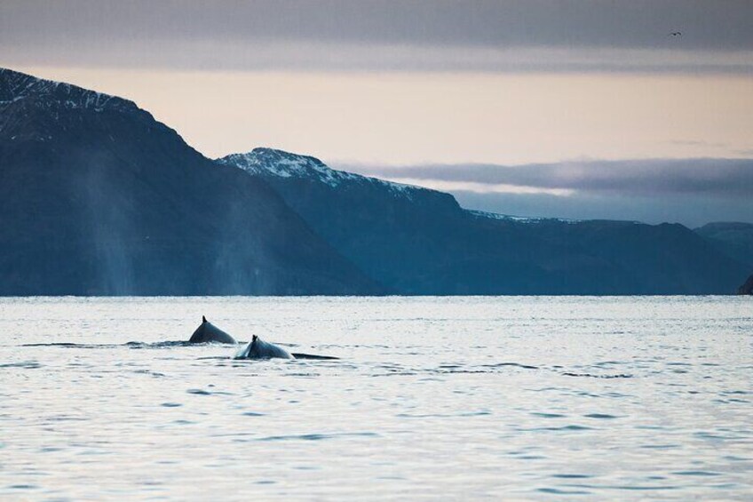 Fjord and Whale Safari Tour 