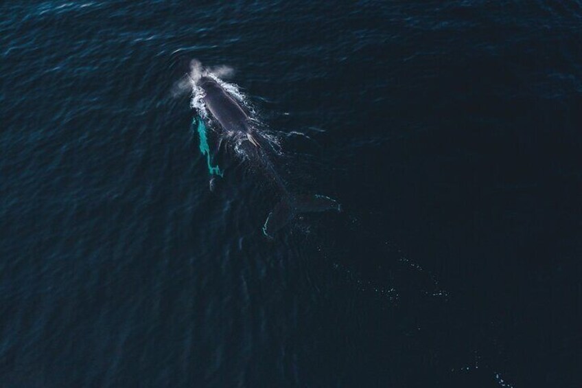 Fjord and Whale Safari Tour 