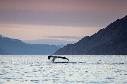 Fjord and Whale Safari Tour