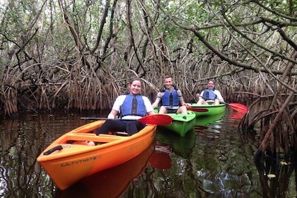 Marco Island Mangrove Tunnel and Maze Adventure Small group size