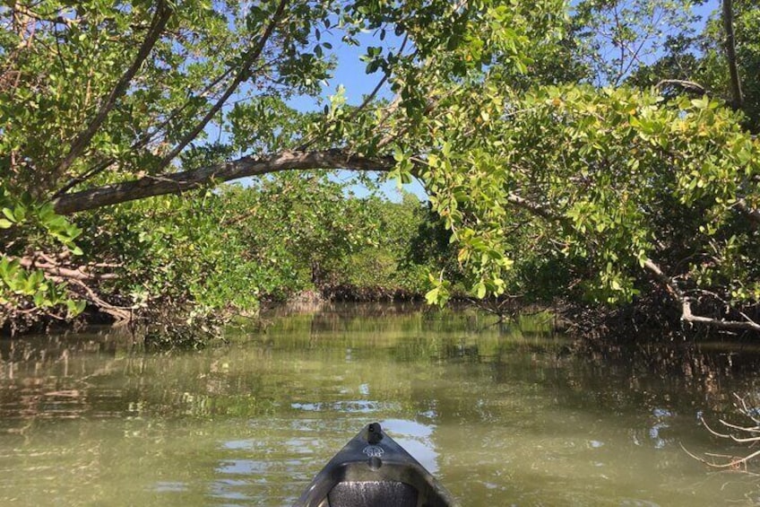 Marco Island Mangrove Tunnel and Maze Adventure 