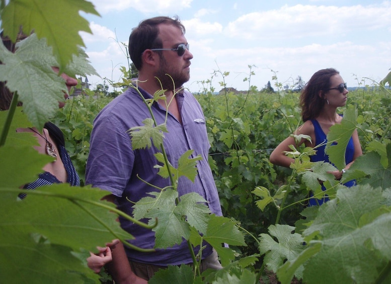 Picture 1 for Activity Saint-Émilion: Vineyard Walking Tour and Tasting