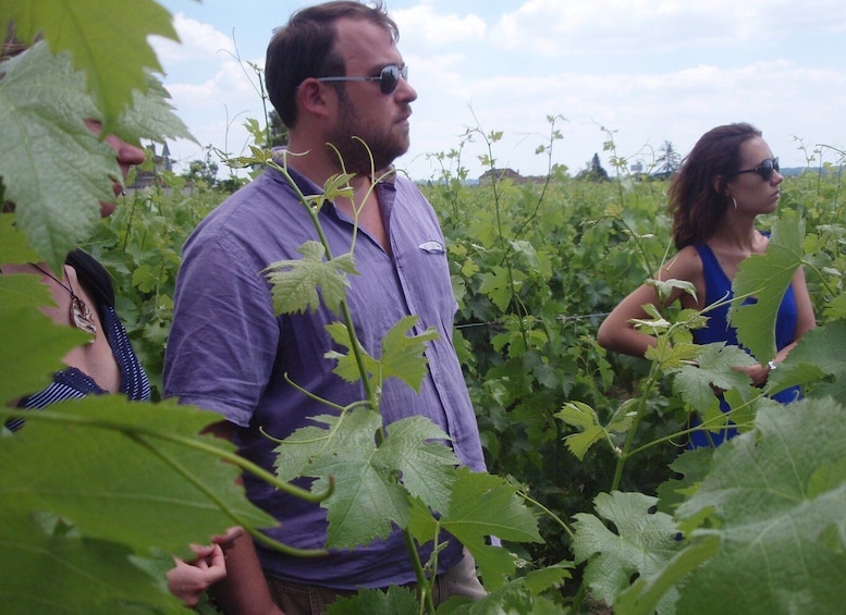 Picture 1 for Activity Saint-Émilion: Vineyard Walking Tour and Tasting