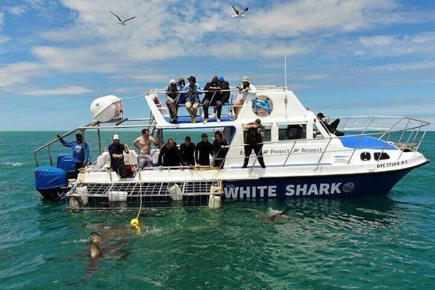 Shark Cage Diving and Whale Watching Full-Day Private Tour in Cape Town