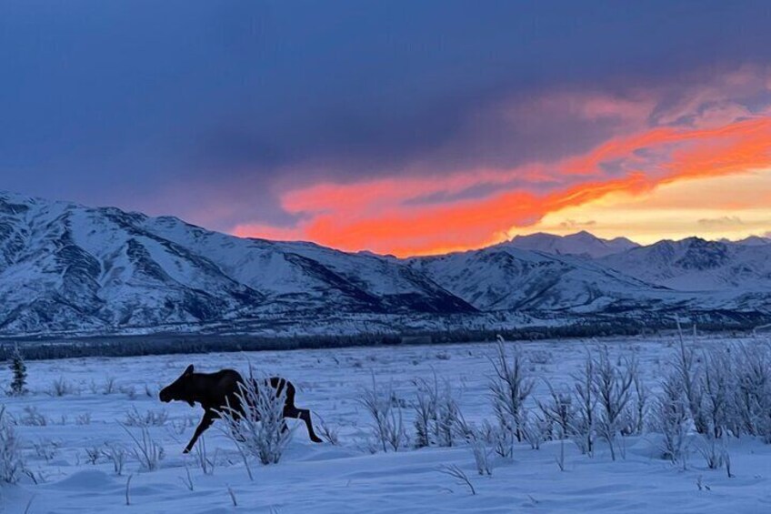 Castner Glacier Ice Cave Adventure from Fairbanks 