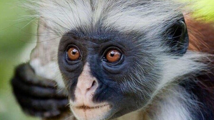 Full-Day Private Tour in Zanzibar with Jozani Forest
