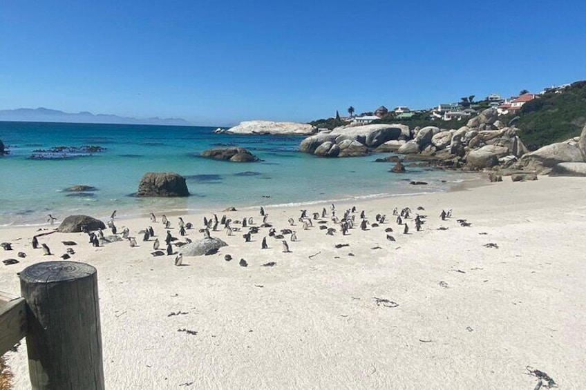 Sightseeing Tour: Chapmans peak, Cape Point and Boulders Beach Penguin Colony