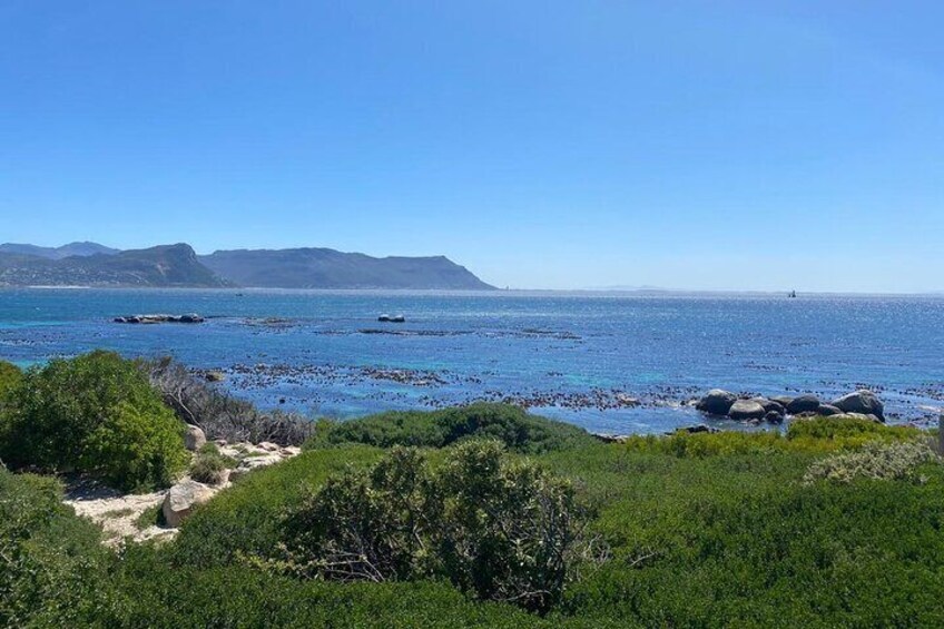 Sightseeing Tour: Chapmans peak, Cape Point and Boulders Beach Penguin Colony