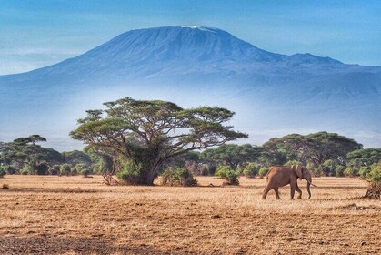 6-Days Masai Mara, Lake Nakuru and Amboseli Safari on Landcruiser